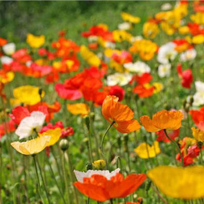 冰岛虞美人花海