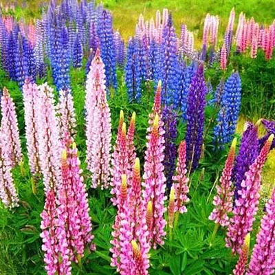 鲁冰花（羽扇豆）