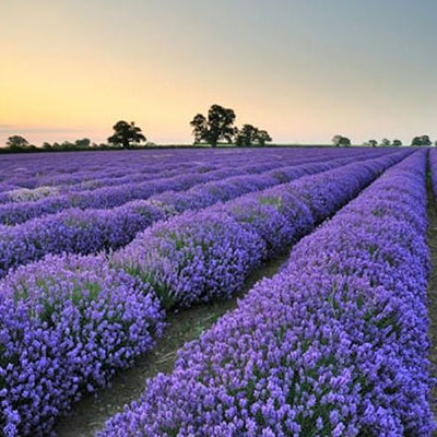 薰衣草花海